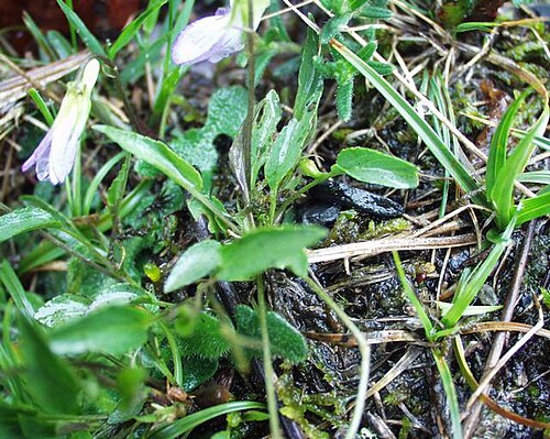 Viola bubanii: (en) pyrenees Violet ( Viola bubanii ), a photography originating of the internet site http://sophy.u-3mrs.fr/ . The accord of the autor, H. Brisse, is here . (
