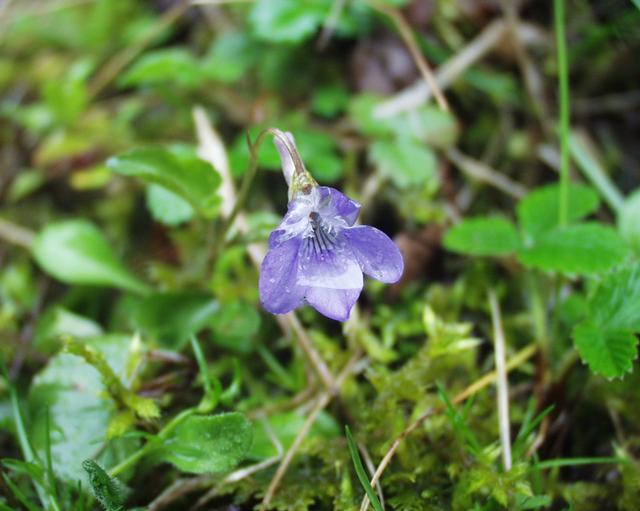 Viola bubanii: pyrenees Violet ( Viola bubanii ), a photography originating of the internet site http://sophy.u-3mrs.fr/ . The accord of the autor, H. Brisse, is here .