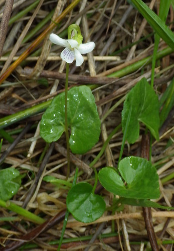Viola caleyana (Viola caleyana)