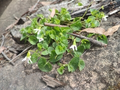 Viola caleyana (Viola caleyana)