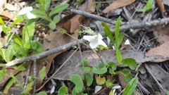 Viola caleyana (Viola caleyana)