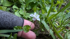 Viola caleyana (Viola caleyana)