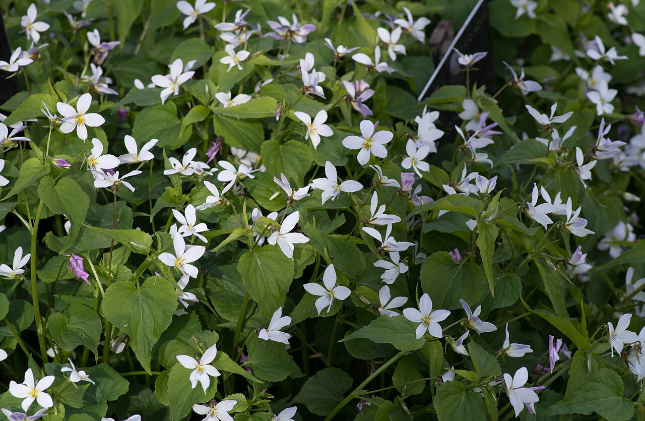 Canadian white violet: Viola canadensis - Kew Gardens