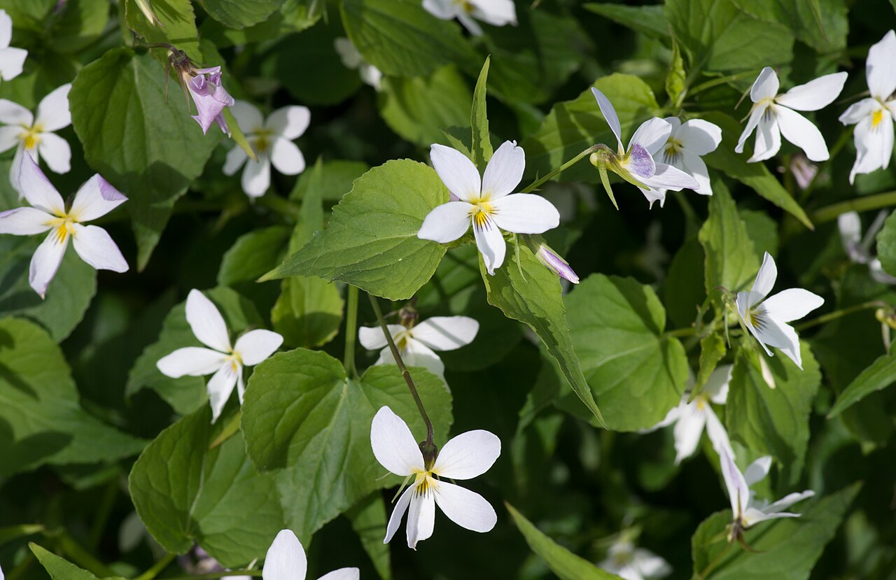 Canadian white violet: Viola canadensis in Kew Gardens