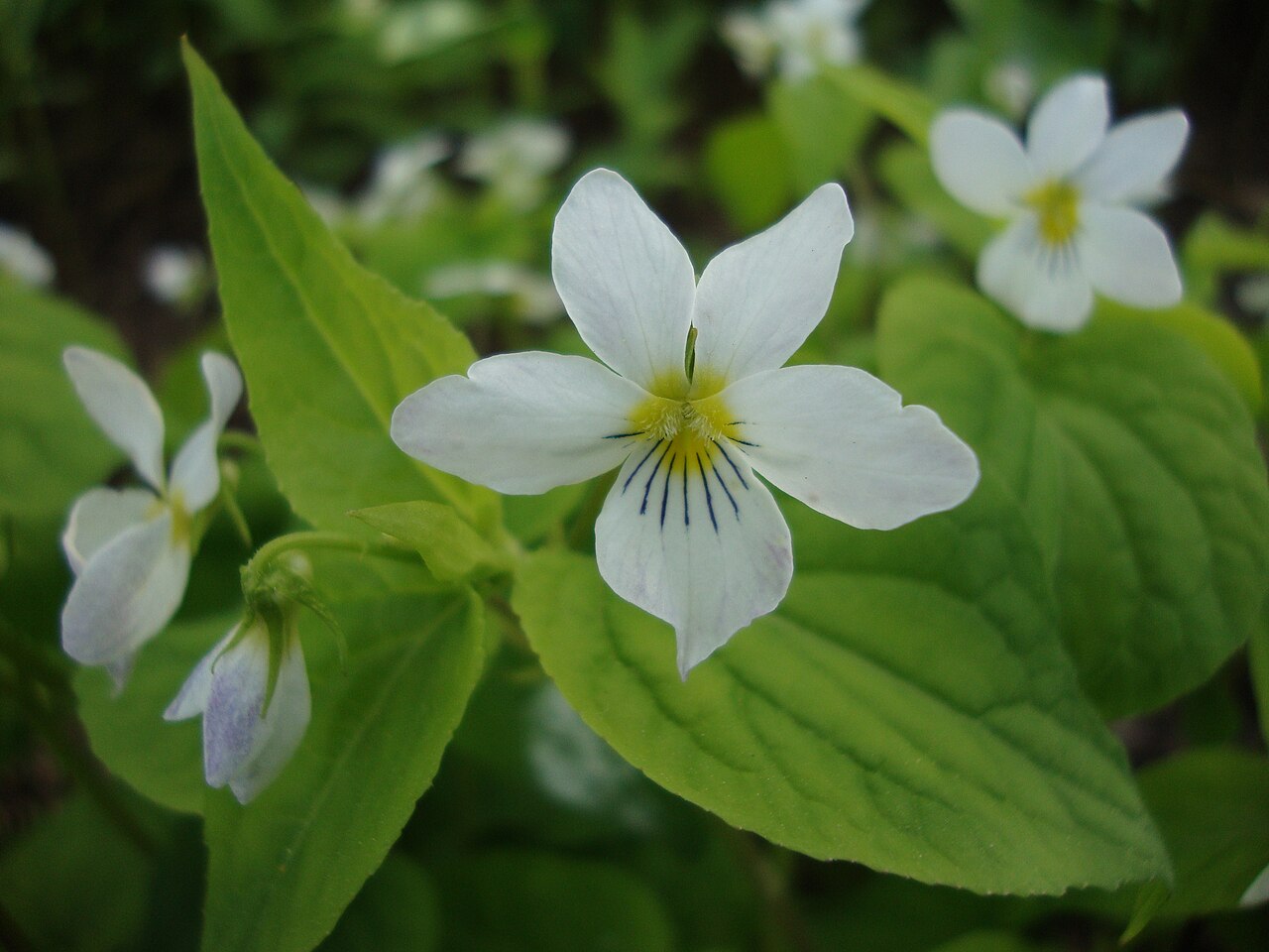 Canadian white violet: Canadian white violet (Viola canadensis) in Helsinki University Botanical Garden in Kumpula