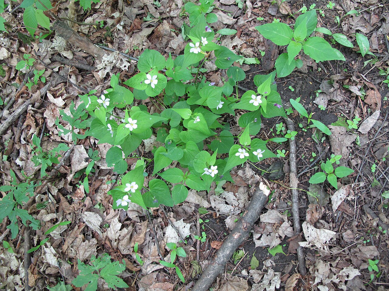 Canadian white violet: Nom français : violette du Canada. Nom anglais : Canada violet. Plants en fleur (inflorescence) de violette du Canada, en milieu naturel.