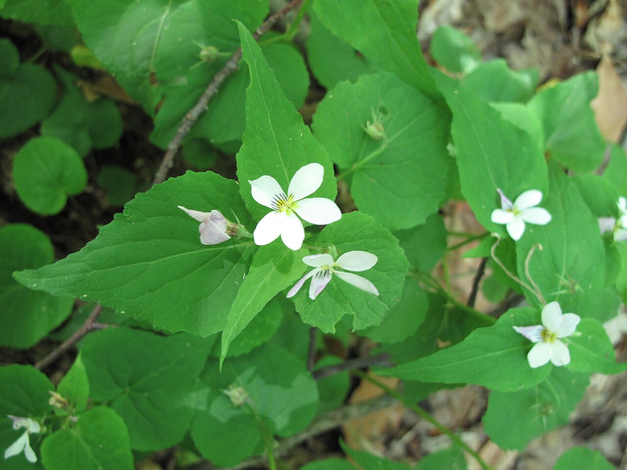 Canadian white violet: Nom français : violette du Canada. Nom anglais : Canada violet. Plants en fleur (inflorescence) de violette du Canada, en milieu naturel.