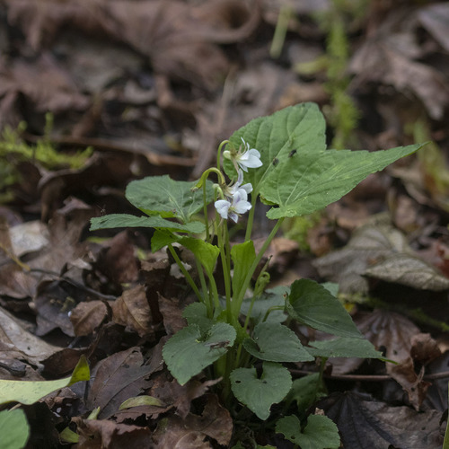 Viola canescens (Viola canescens)
