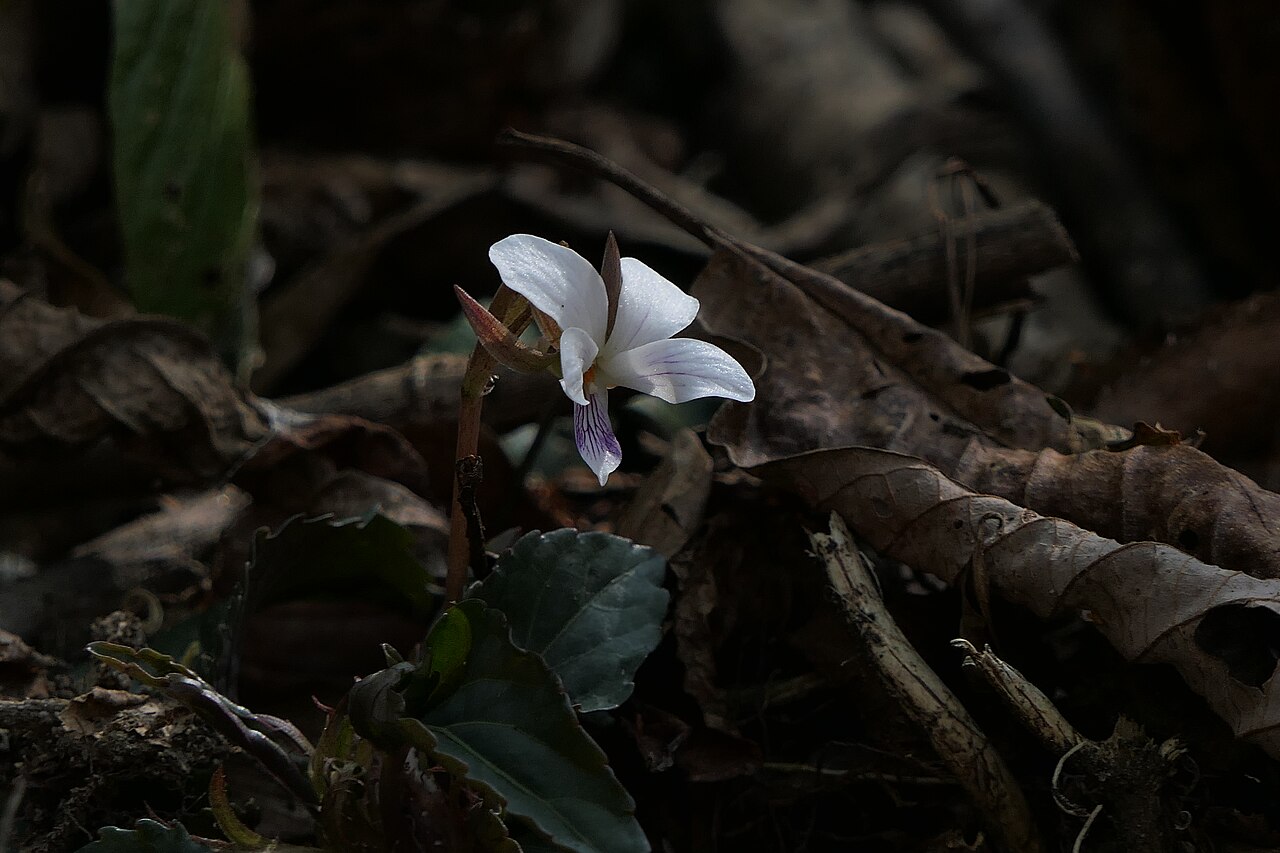 Viola canescens: Viola canescens Wall.