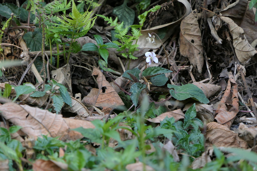 Viola canescens (Viola canescens)