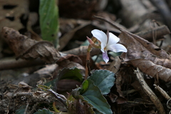 Viola canescens (Viola canescens)