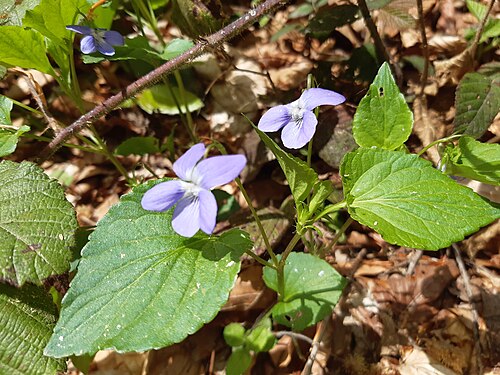Dog violet: Viola canina, commonly known as heath dog-violet and heath violet, is a species of the flowering plant in the violet family Violaceae. It is native to Europe, w
