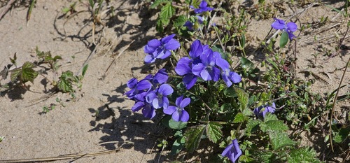 Dog violet (Viola canina)