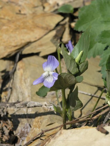 Dog violet (Viola canina)