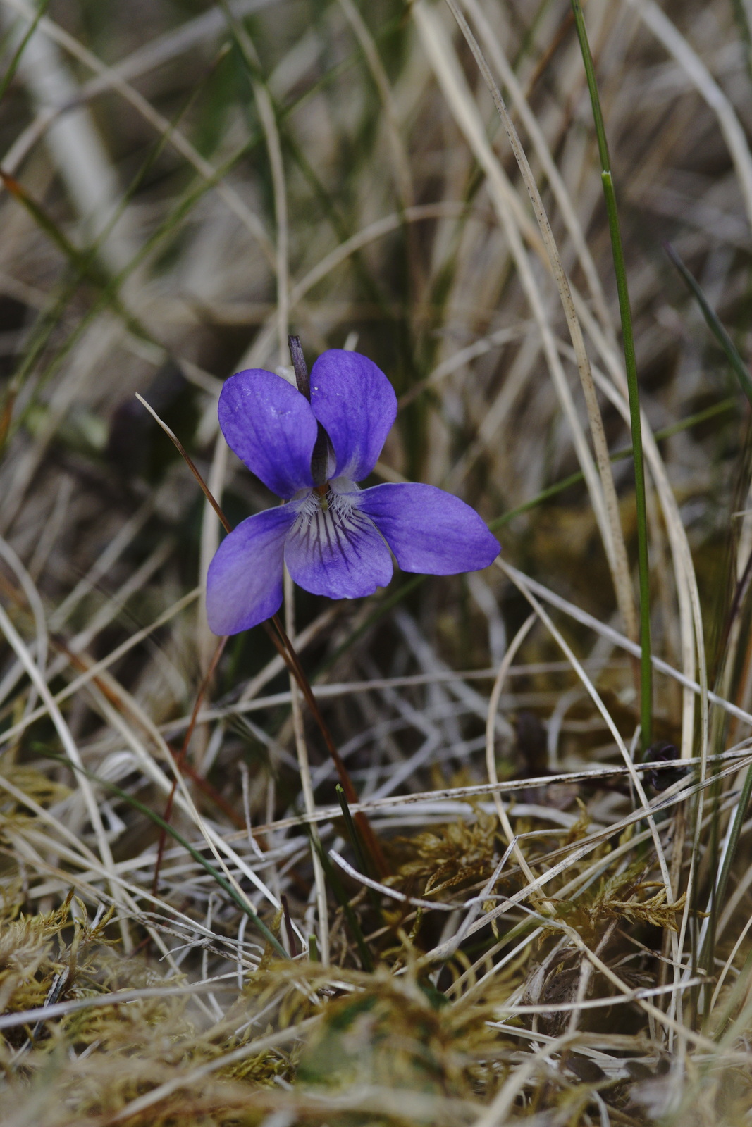 Dog violet: Heath Dog Violet (Viola canina), Keen of Hamar
