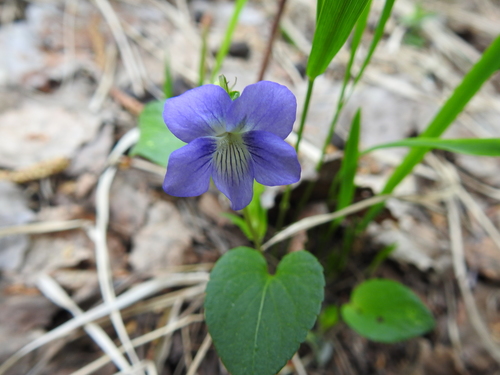 Dog violet (Viola canina)