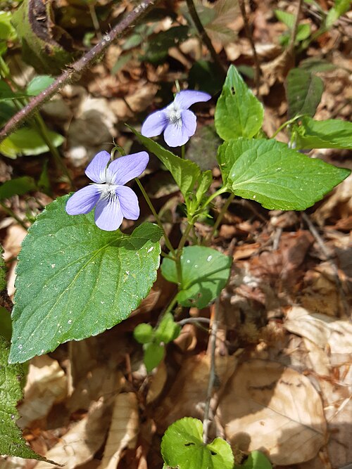 Dog violet: Viola canina, commonly known as heath dog-violet and heath violet, is a species of the flowering plant in the violet family Violaceae. It is native to Europe, w