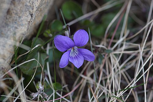 Dog violet: Common Dog-violet (Viola canina), Baltasound
