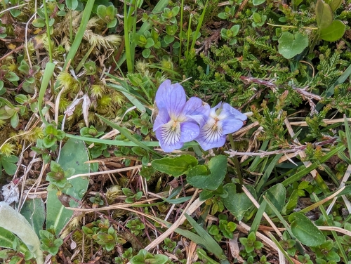 Dog violet (Viola canina)