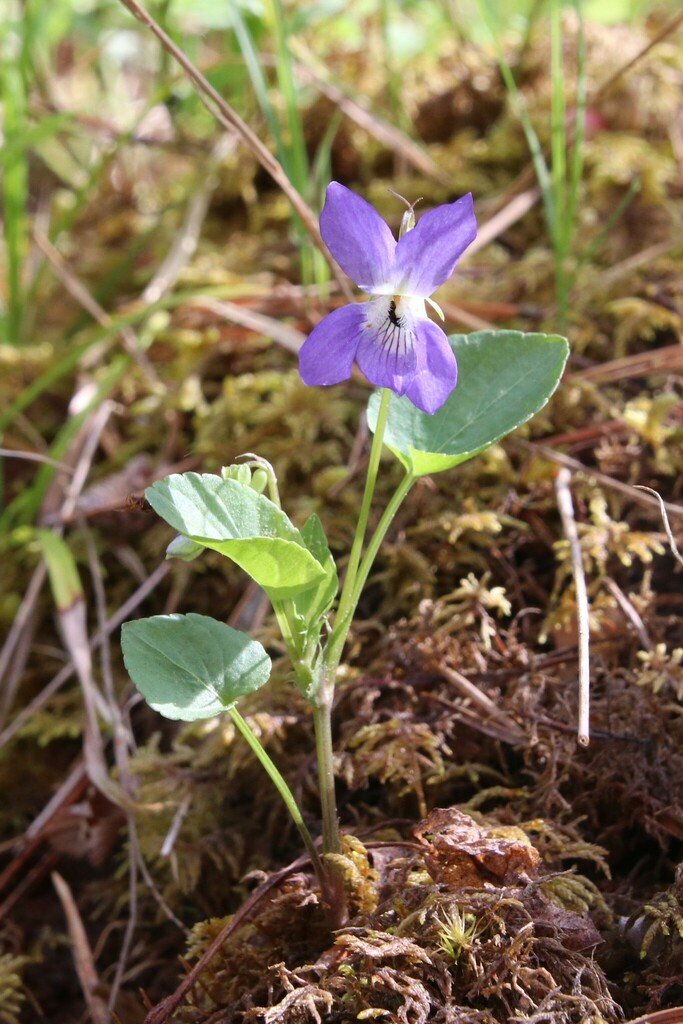 Dog violet (Viola canina)
