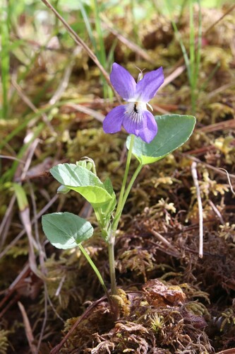 Dog violet (Viola canina)