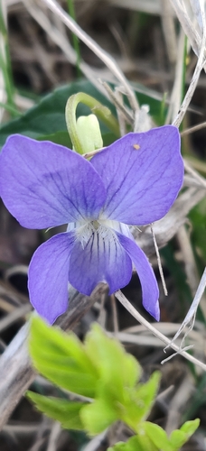 Dog violet (Viola canina)