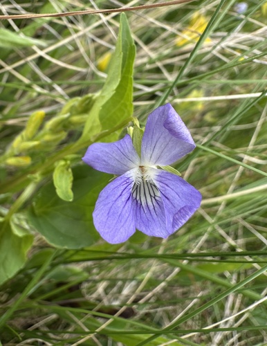 Dog violet (Viola canina)