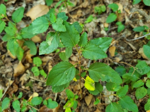 Viola capillaris (Viola capillaris)