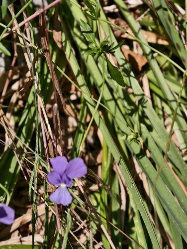 Viola cassinensis (Viola cassinensis)