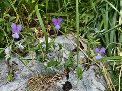 Viola cassinensis (Viola cassinensis)