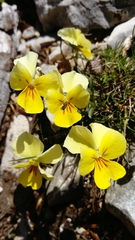 Viola cassinensis (Viola cassinensis)
