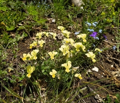 Viola cassinensis (Viola cassinensis)