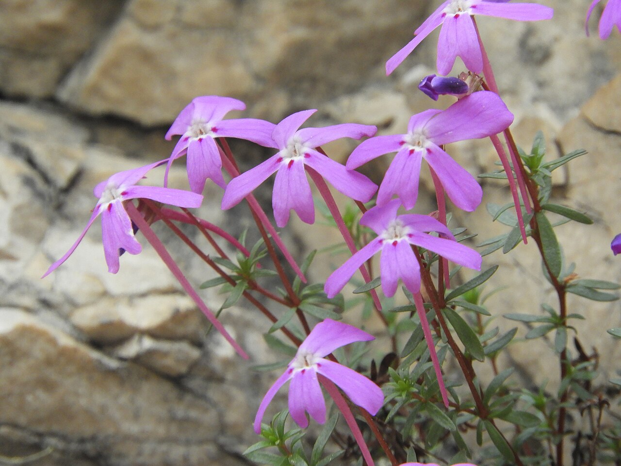 Viola cazorlensis: Viola cazorlensis Jaén, Andalucía, España