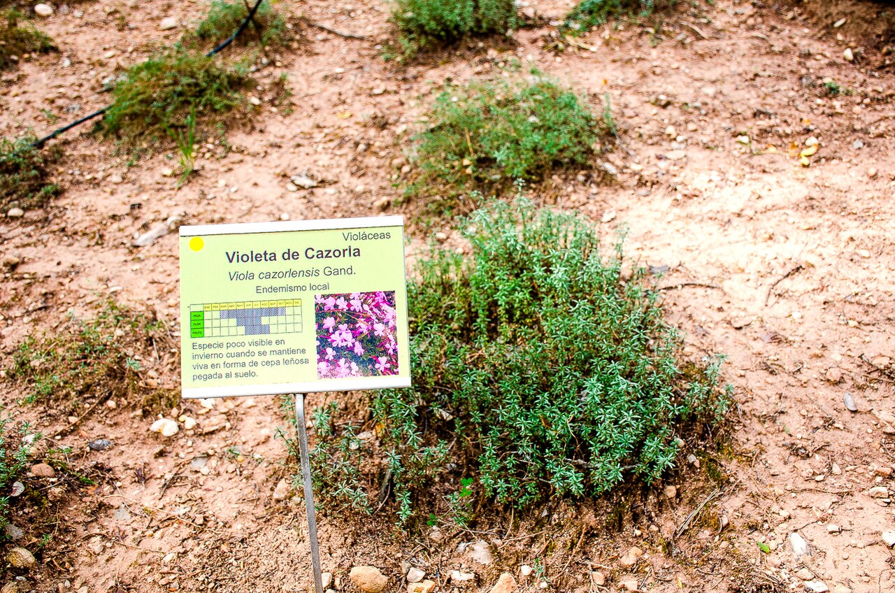 Viola cazorlensis: Viola cazorlensis (Violeta de Cazorla). Endemismo local. Jardín botánico Torre del Vinagre. Jaén.