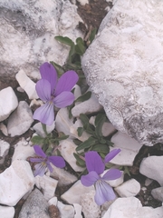 Viola cephalonica (Viola cephalonica)