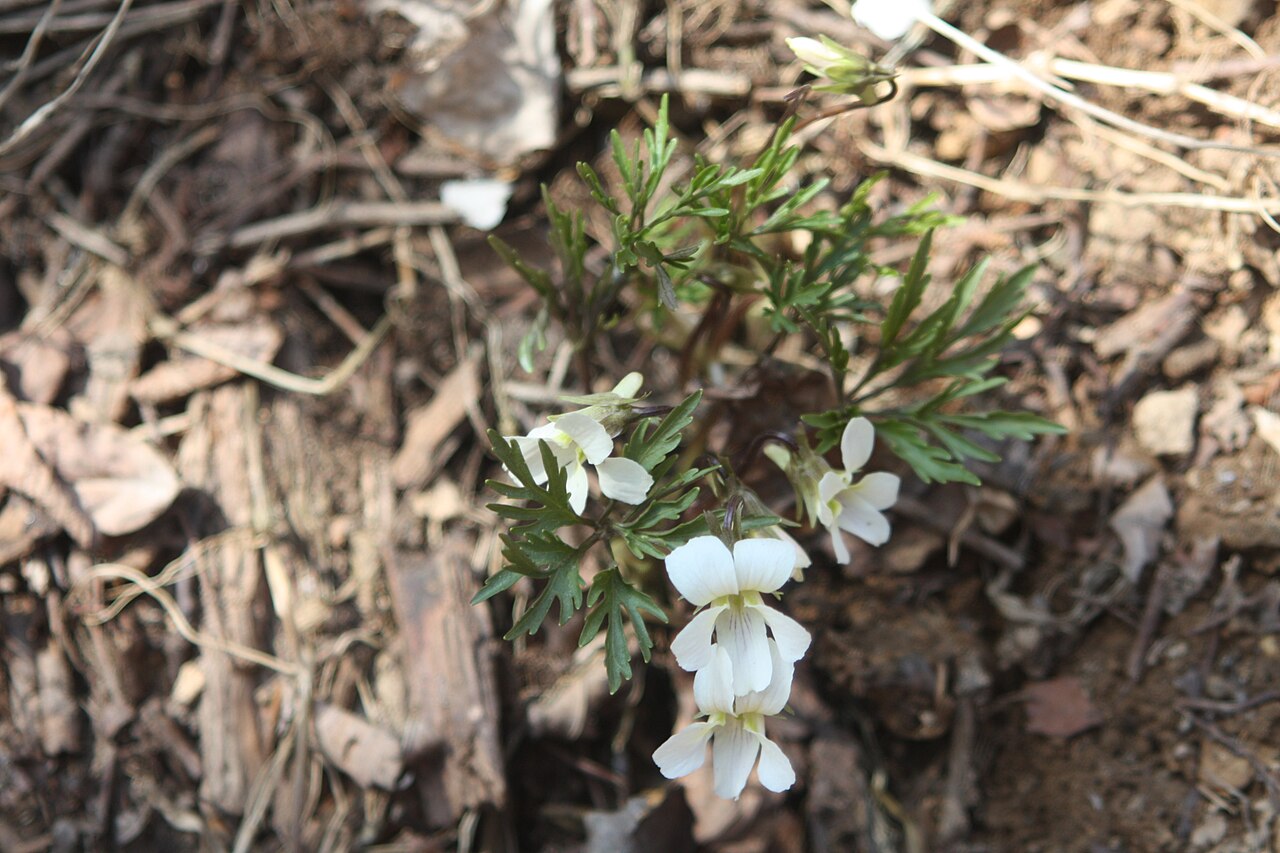Viola chaerophylloides: Viola albida var. chaerophylloides