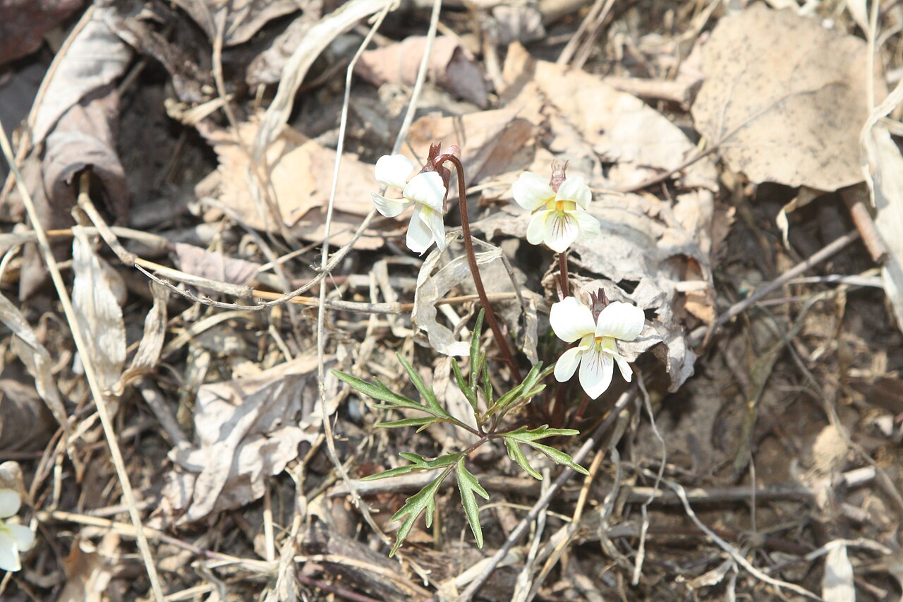 Viola chaerophylloides: Viola albida var. chaerophylloides (Regel) F.Maek. ex Hara in Bupyungn, Korea