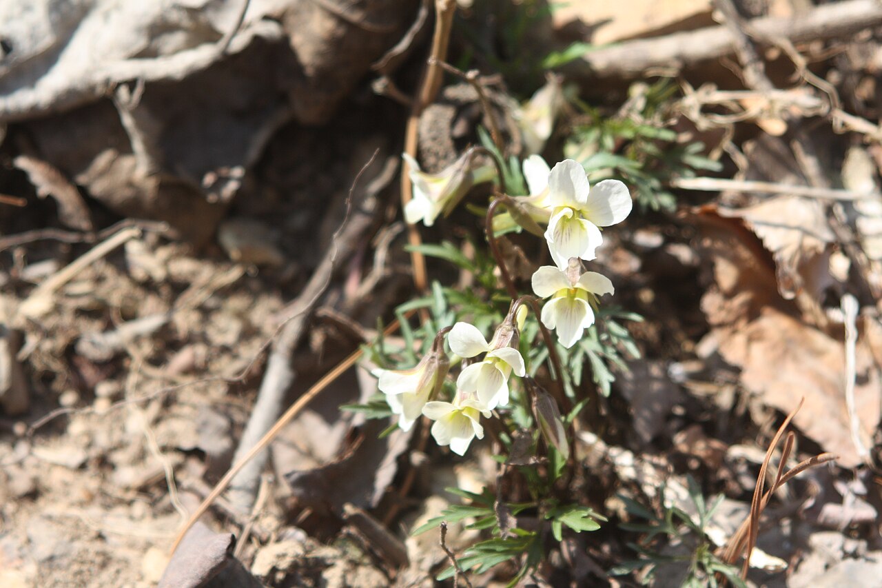 Viola chaerophylloides: Viola albida var. chaerophylloides