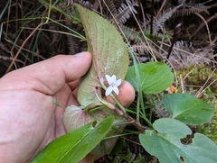 Olopu (Viola chamissoniana)