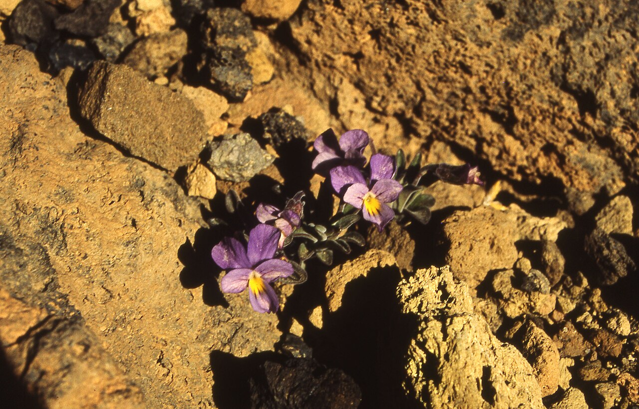 Viola cheiranthifolia: Viola cheiranthifolia shot on the slopes of Pico de Teide in 1994