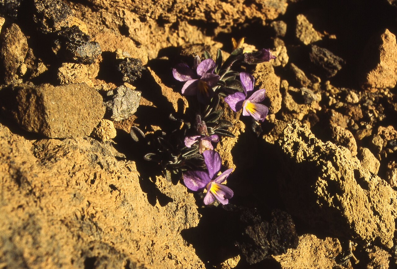 Viola cheiranthifolia: Viola cheiranthifolia shot on the slopes of Pico de Teide in 1994