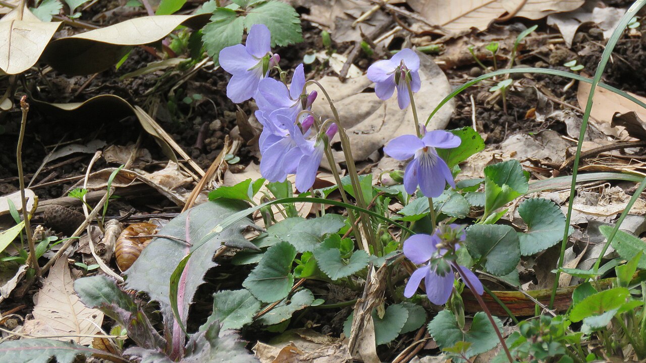 Creeping Korean violet: Institute for Nature Study, National Museum of Nature and Science, Shirokane, Tokyo, Japan.