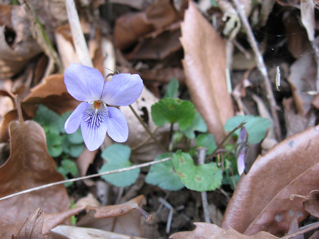 Creeping Korean violet: タチツボスミレ (Viola grypoceras)