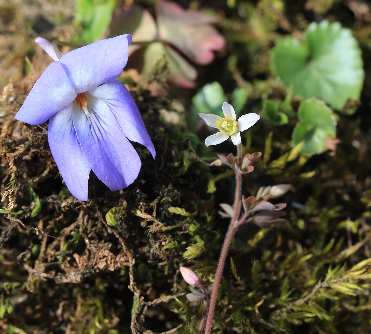 Creeping Korean violet: Viola grypoceras and Semiaquilegia adoxoides in Mount Fujiwara, Inabe Mie prefecture, Japan.