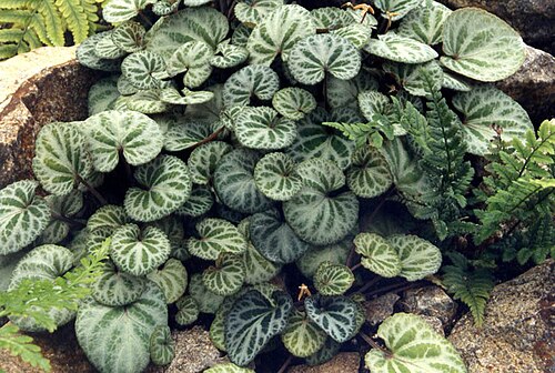 Creeping Korean violet: Viola grypoceras var. exilis