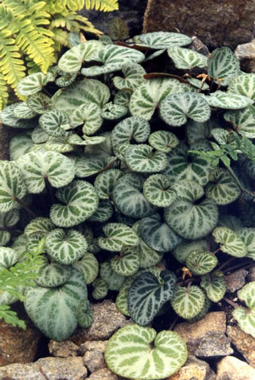 Creeping Korean violet: Viola grypoceras var. exilis