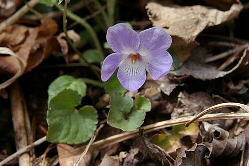 Creeping Korean violet: タチツボスミレ (山梨県山中湖村) Viola grypoceras