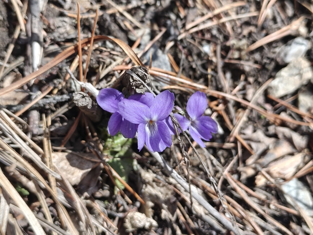 Hairy violet (Viola hirta)