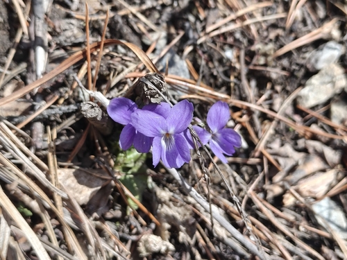 Hairy violet (Viola hirta)