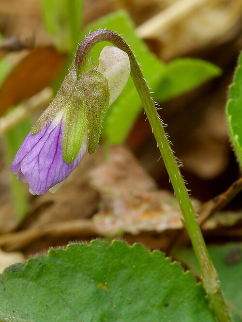 Hairy violet: Fiołek kosmaty